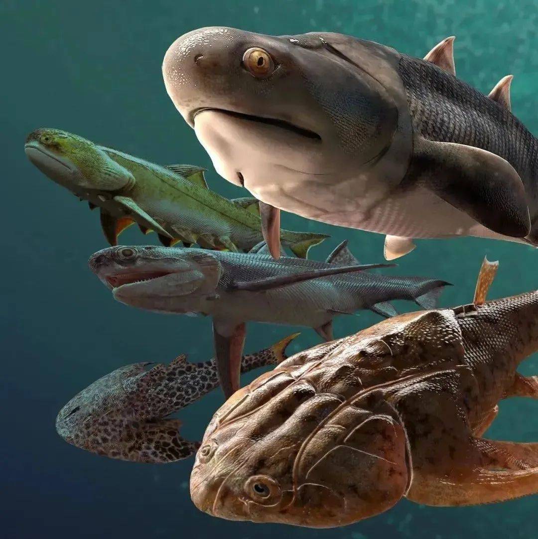 从鱼进化到人！一块4.23亿年的鱼化石，成为进化论的新证据_边城_人类_皮鱼