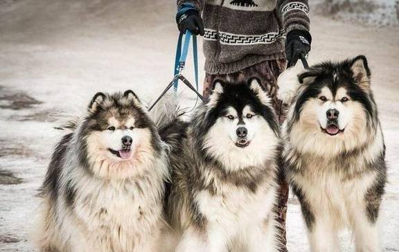 狗界中的"四疯三傻",有你家狗吗?_狗狗_哈士奇_萨摩耶