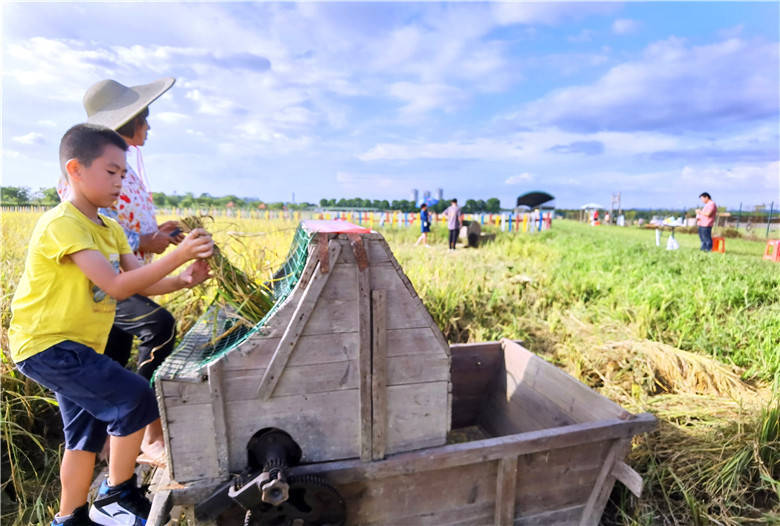 国庆假期,广州市民带孩子当牧童割水稻做农夫享乡村假期