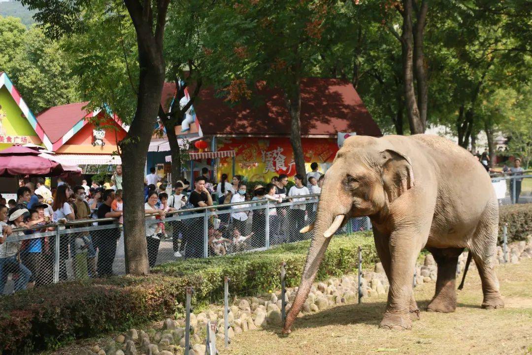 国庆长假,我们在无锡动物园这样嗨玩!_宝宝_核酸_检测