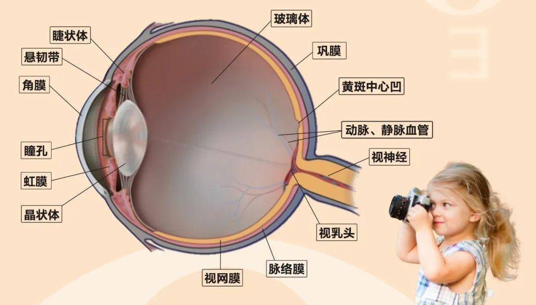 眼睛小梁位置图片