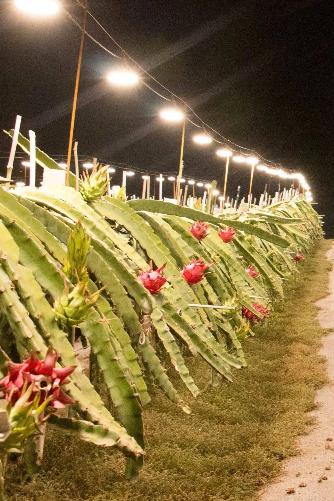 国庆节假期到这里,赏一场万亩火龙果灯海_金穗_南宁_时间