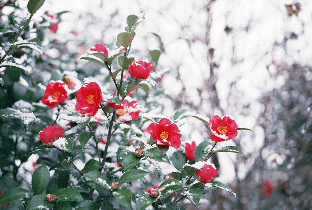 法师文选 | 弘一法师诗词鉴赏(四)_山茶花_李叔同_日本
