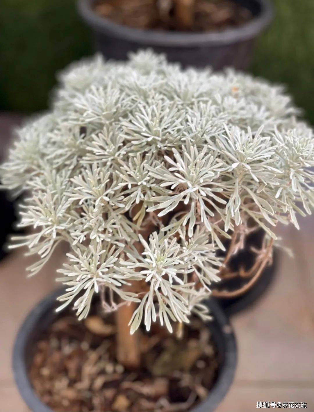 5种小众的盆栽银叶植物,很适合养成室内观赏花卉_养护_叶子_叶片