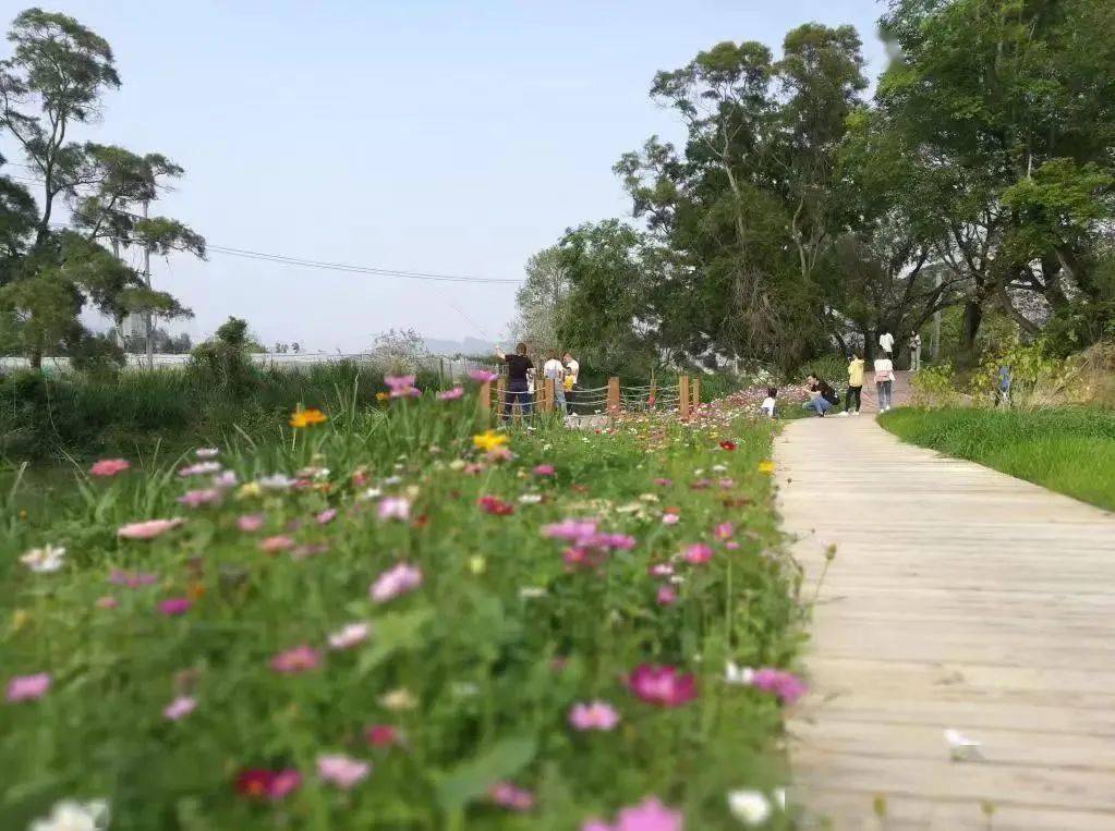 国庆带娃走进三五丘七彩田园,芝麻开花节节高,感受乡时野趣!
