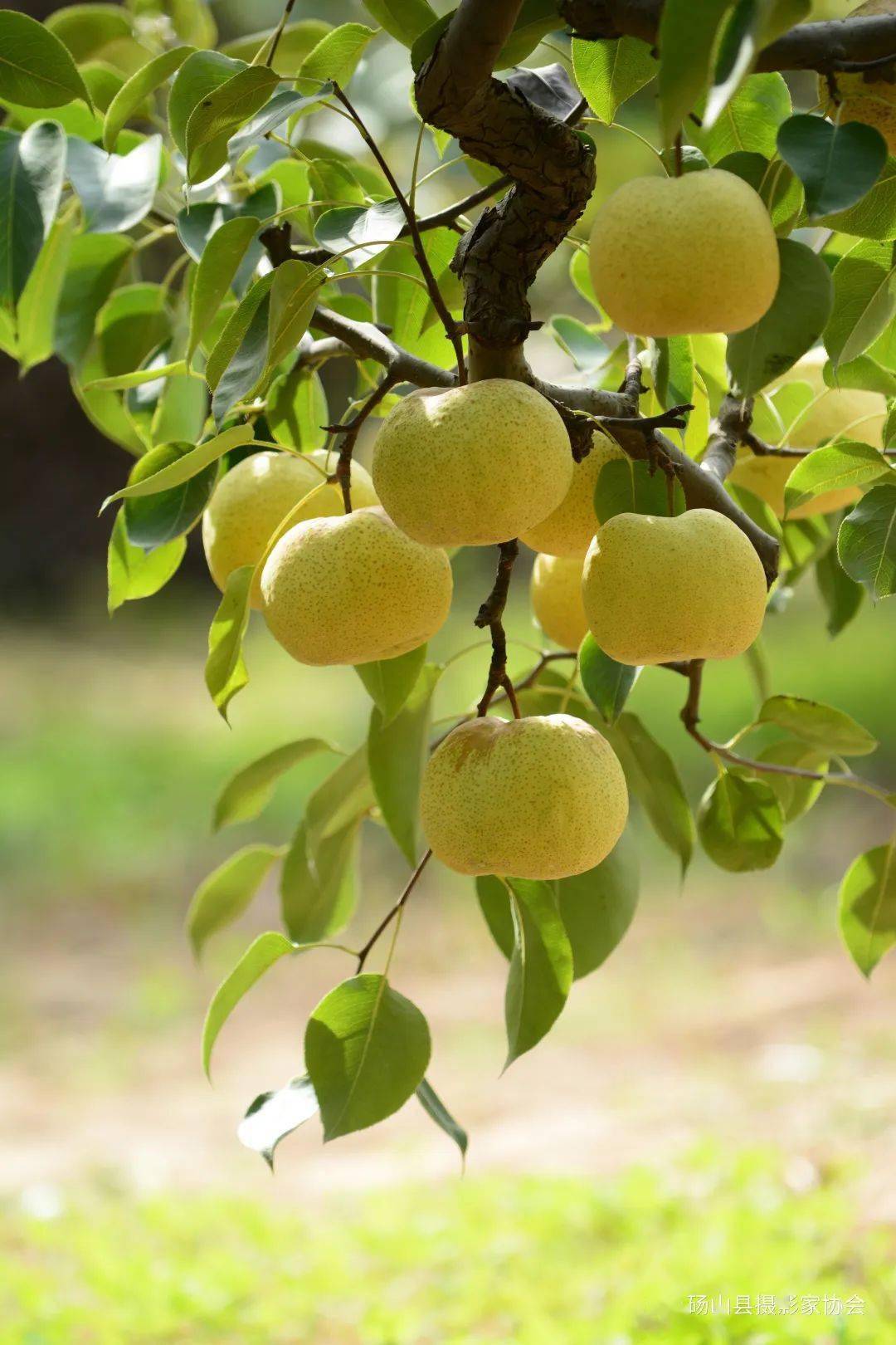 酥梨飘香"照"丰年!"砀山梨园瞰金秋67"摄影名家采风活动作品展