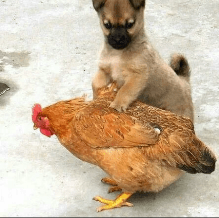 抓鸡图片大全大图图片