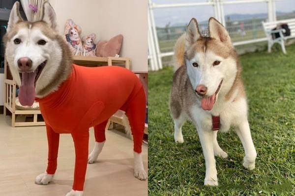 网友分享了一张照片,只见哈士奇面露灿笑,身上被一件红色的衣服紧紧
