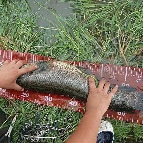 话说乌鳢：在民间它被称作“孝鱼”钓鱼人眼里它是很好的垂钓对象_乌鱼_身体_水面