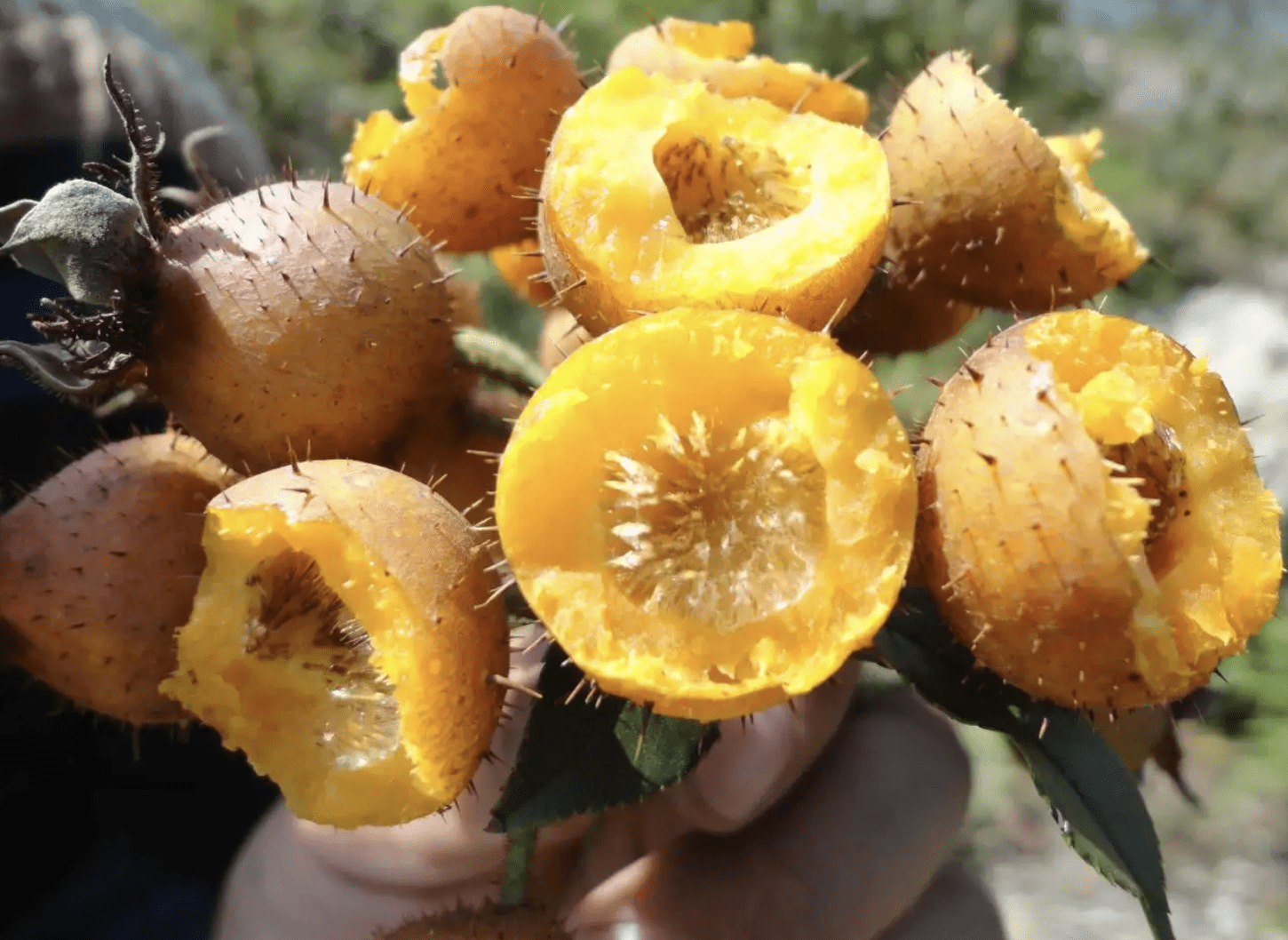 果子金黄色,人称"山王果",如今是稀有的野果,制成果酱是一绝_果树