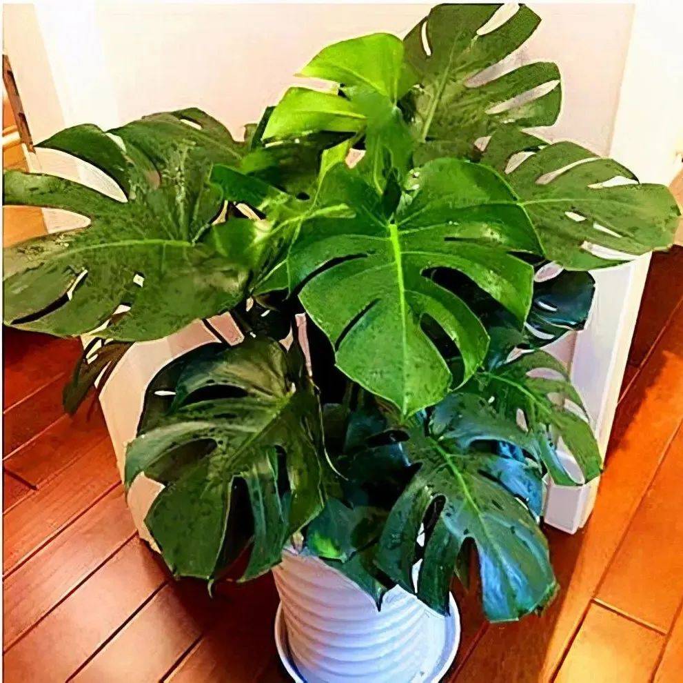 有品位的人爱养花,这3种花颜值、气质都在线,家养十分高贵_种植_叶子_植物