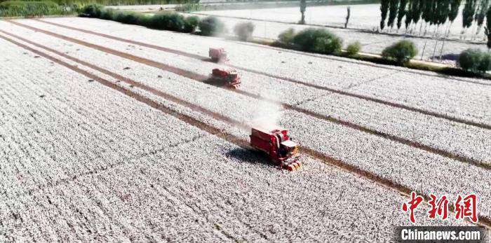 新疆阿克苏地区740万亩棉花开始采摘