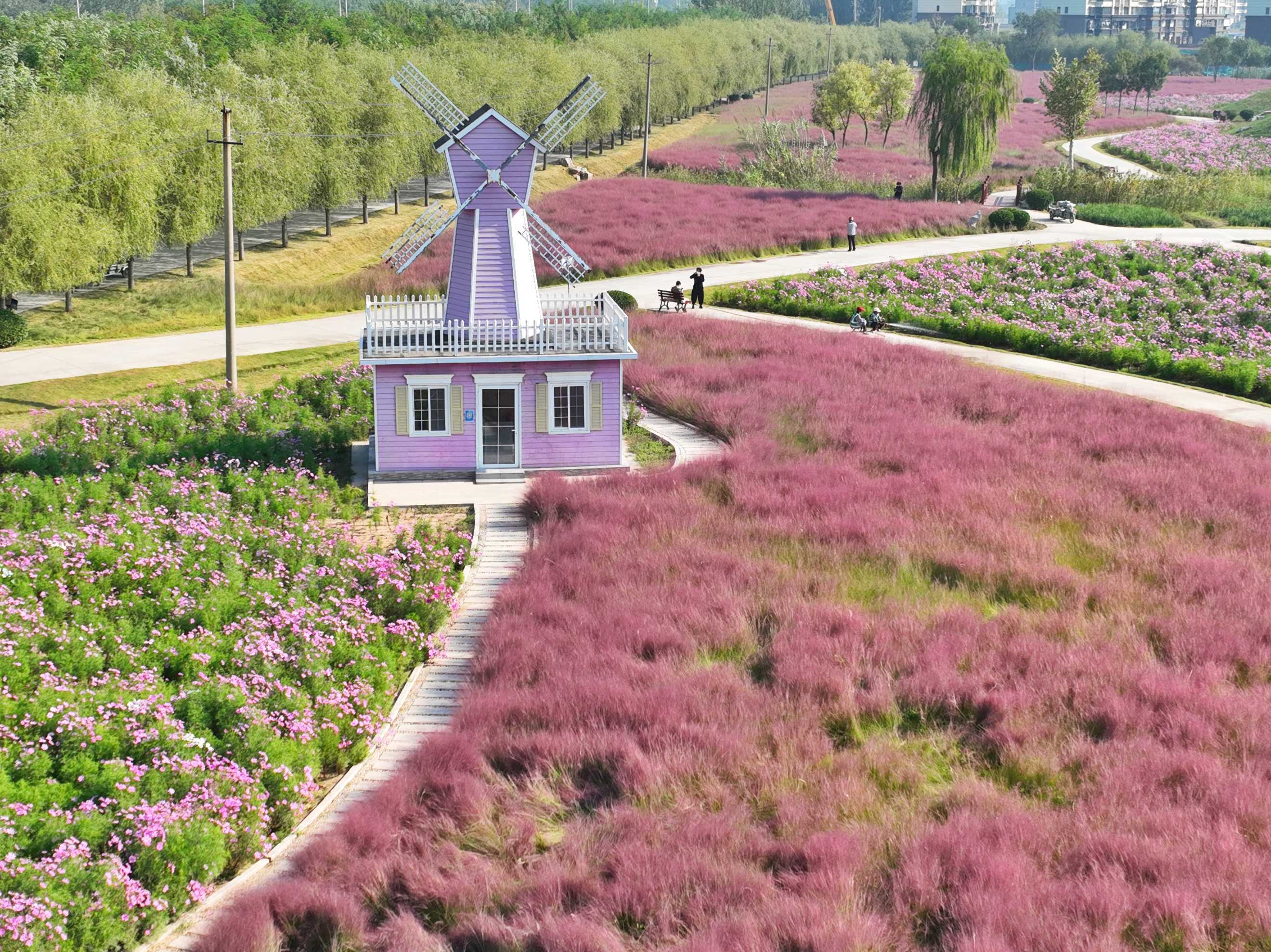 好景山东|航拍济南商河郊野公园,浪漫花海美如仙境,快来邂逅!