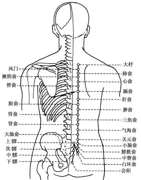 胸十二椎位置图片