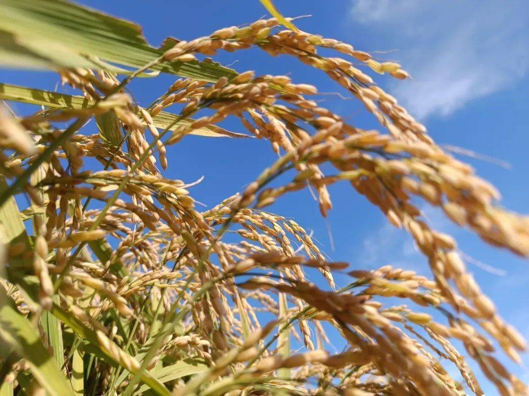 水稻种植革命！抛秧技术助力农业大幅提效