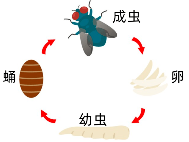 咱们前文中提到,苍蝇的寿命确实不长,作为完全变态的昆虫,在经历了卵