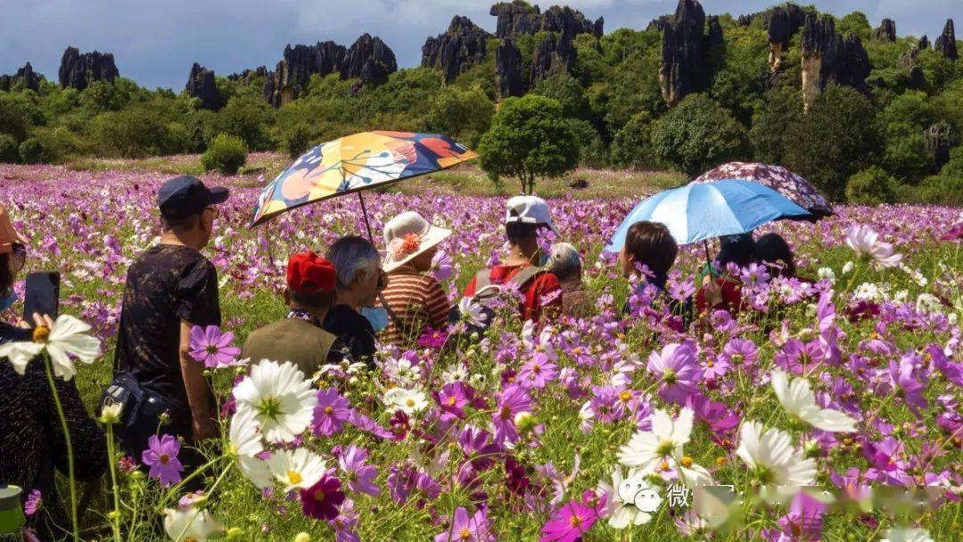 【打卡乃古石林】奇妙的花海世界_游客_波斯菊_景区