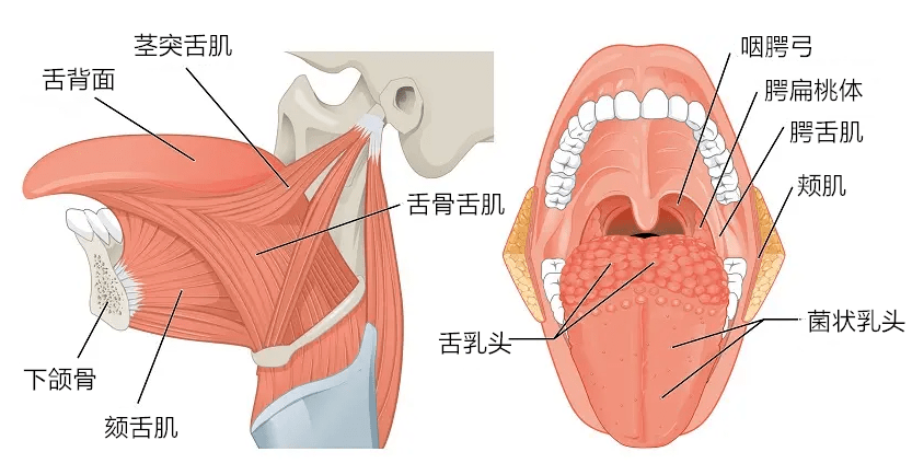 在人体舌肌内存在本体感受器和大量的肌梭,在咀嚼相关的复杂运动