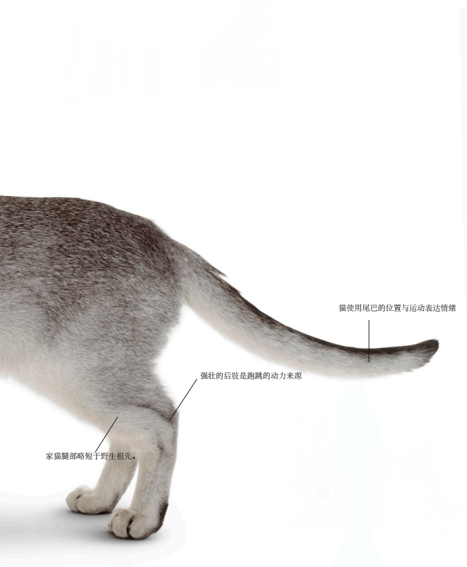 爱猫人士必读从头到尾科普猫的解剖结构奥妙