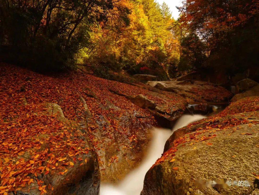 【全国招募】寻川蜀秋色之梦幻九寨沟,瑶池黄龙,光雾山
