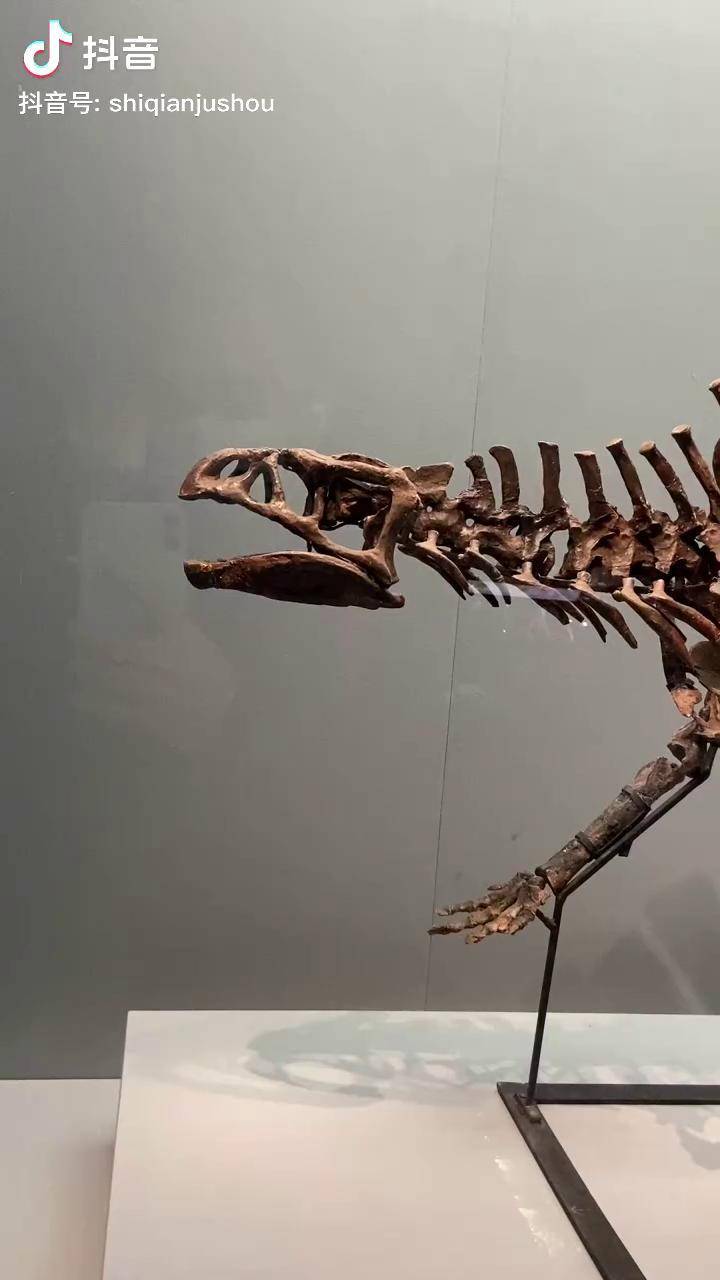 史前巨兽 芙蓉龙,化石发现于湖南省桑植县,体长约25米,是梳棘龙科的一
