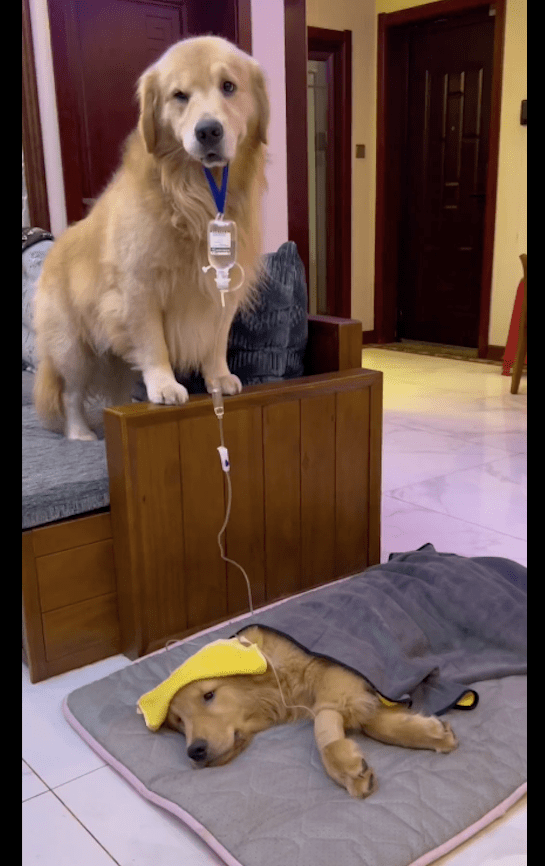 金毛弟弟生病了打点滴,金毛哥哥帮忙叼着吊瓶,兄弟俩