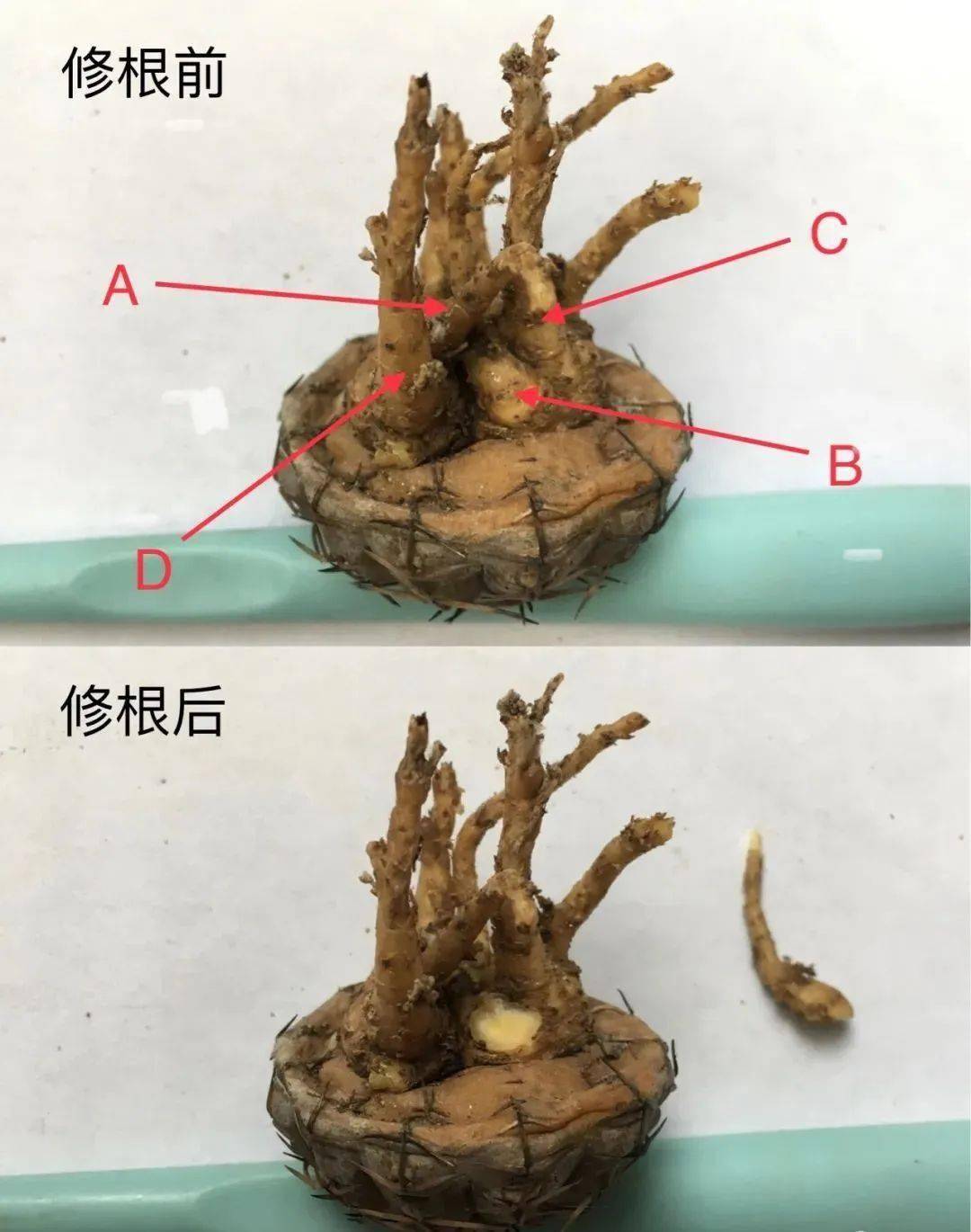 仙人掌的根是什么样子图片