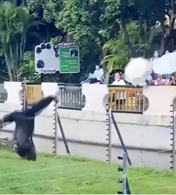 南宁动物园的黑猩猩火了，竟是因为……