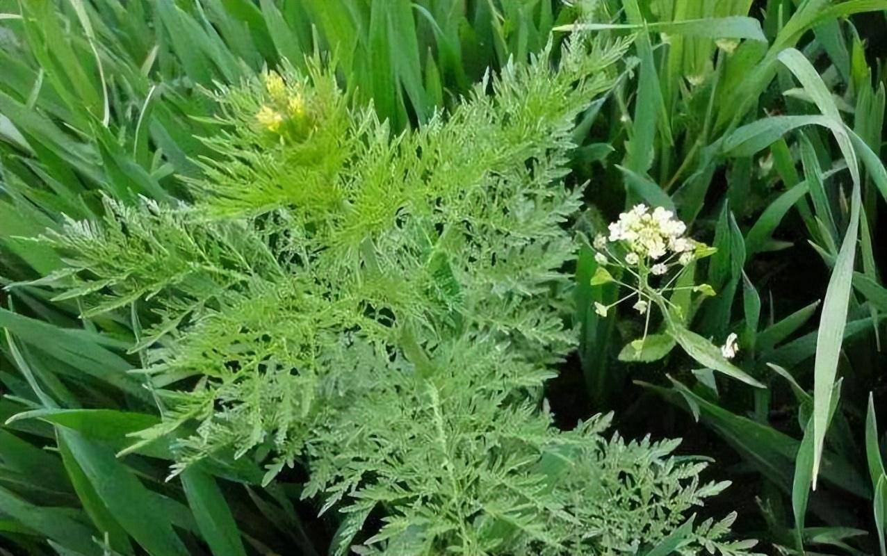 吡氟酰草胺主要封杀小麦田阔叶杂草