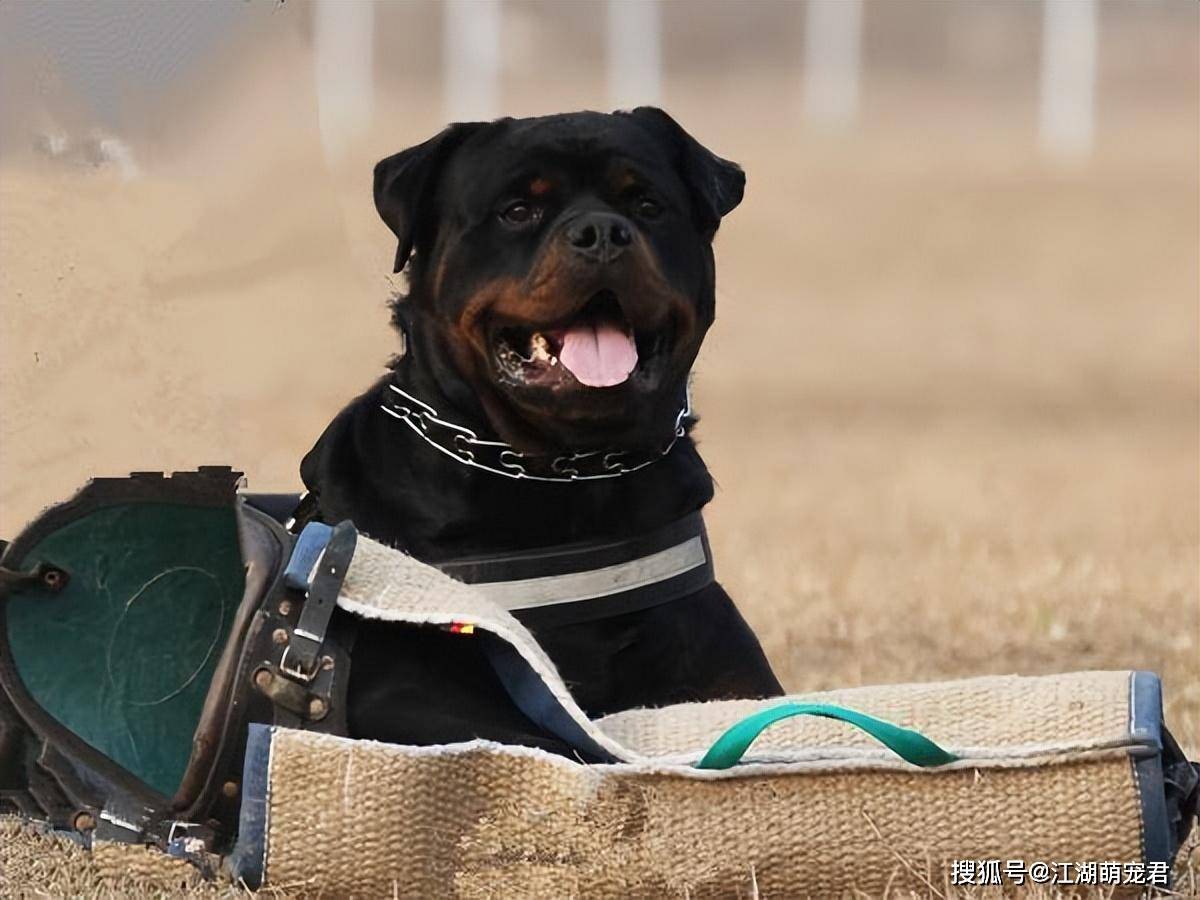 第一,阿根廷杜高犬禁養