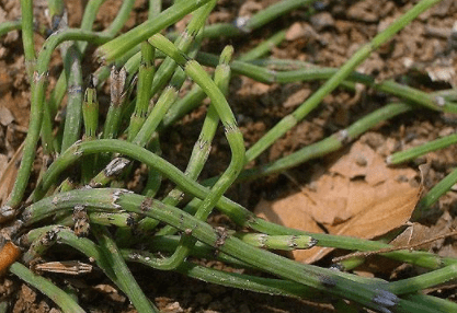 麻黄植株图片图片