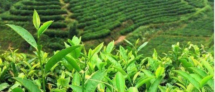经常喝茶的你对于茶园知识了解多少？_茶树_土壤_休眠