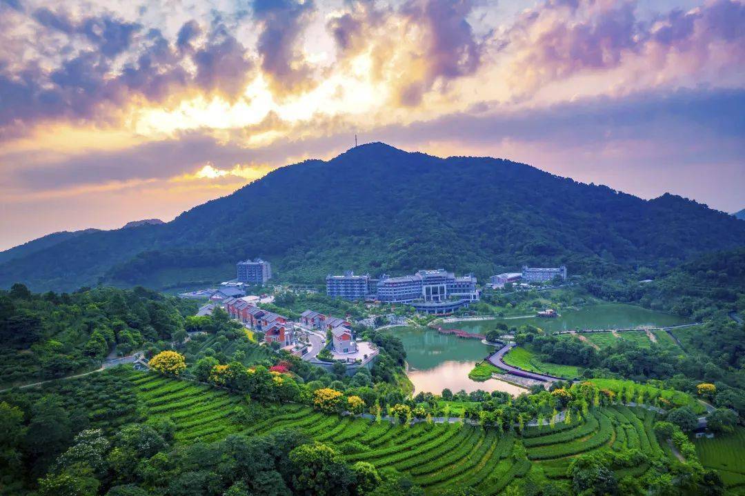 【10人成团】国旅带你约会象窝山生态园,67体验采茶乐趣|参观 禅茶