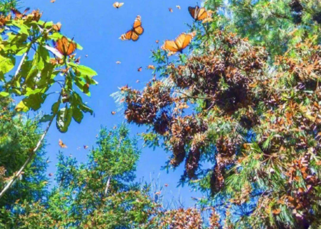 【巡礼】美洲蝴蝶—墨西哥_王蝶_vs_沙特