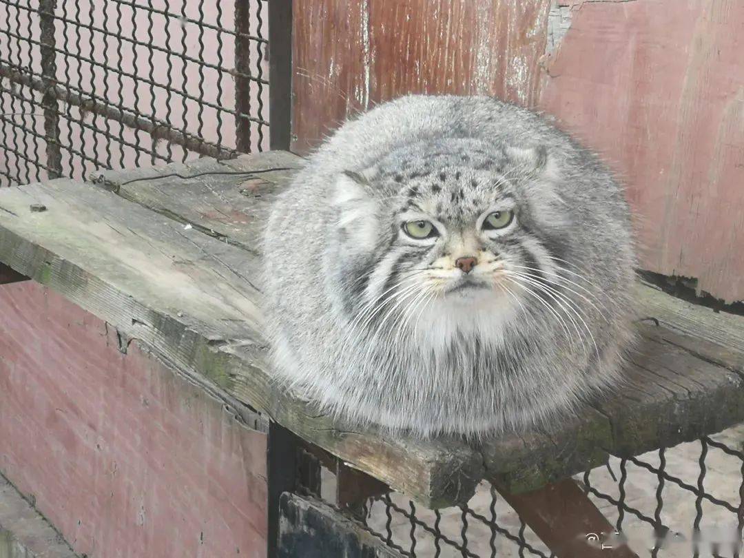 网红猫狲思邈去世了,呜呜呜呜呜呜_鸡骨头_死亡_东西