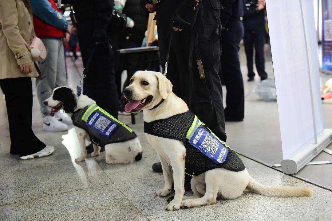 目前南京地铁警方在役警犬的品种主要为史宾格,德牧,拉布拉多杰克罗素