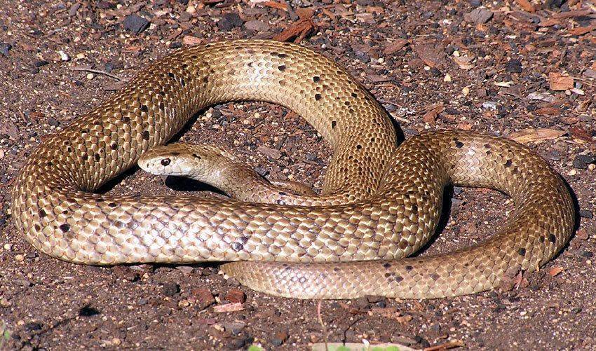 这些带斑点的蛇实在太漂亮了,盘点18种带斑点的蛇_生活_身体_snake