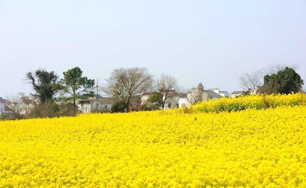 南京周边油菜花海图片