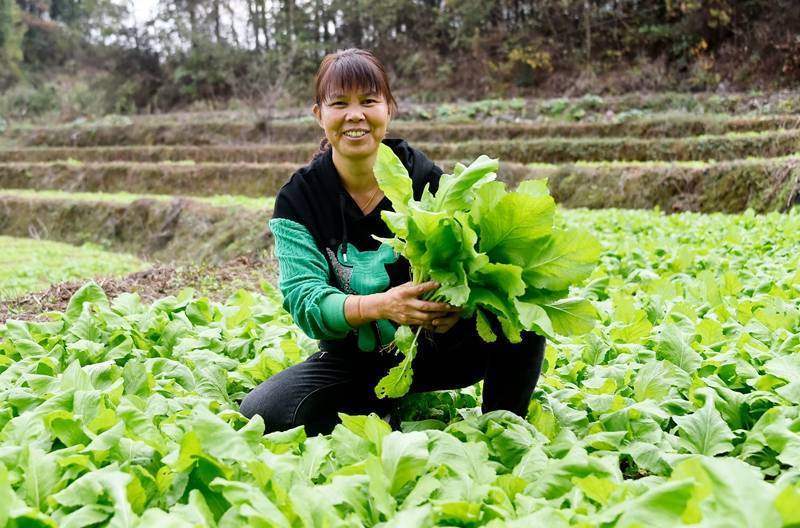 涪陵区百胜镇,珍溪镇,江北街道等乡镇也正开始移栽青头菜.