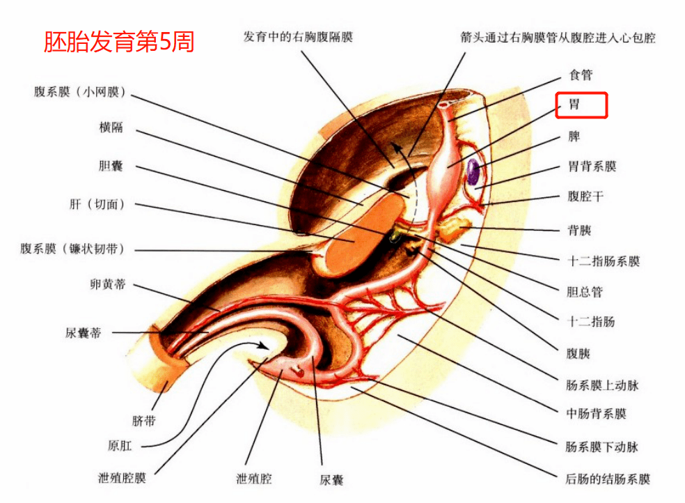 胃是在胚胎第几周发育形成的?