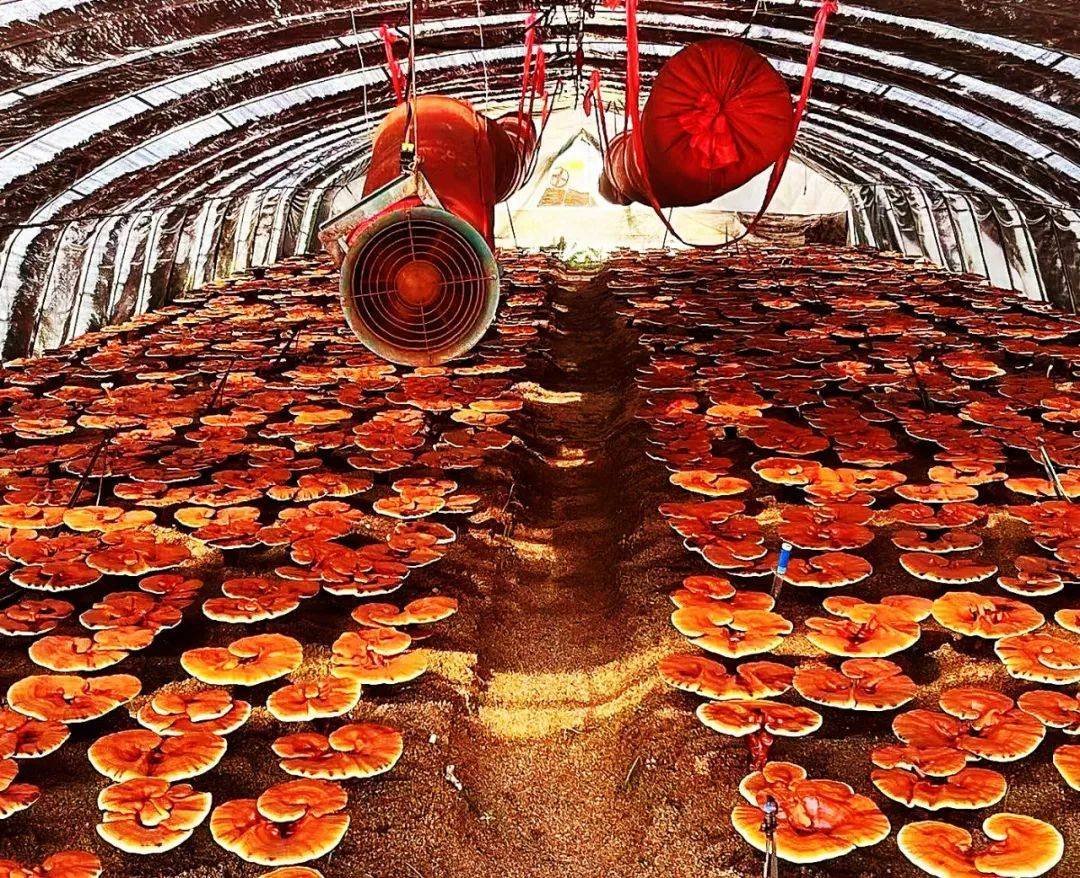 灵芝花开产业兴 蛟河市新站镇走上特色产业振兴路_种植_温室大棚_公司