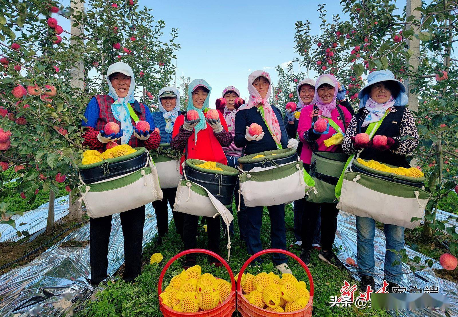 新甘肃·甘肃日报记者 赵亚楠 孙 悦10月6日,崇信县黄寨镇张明洼村,果