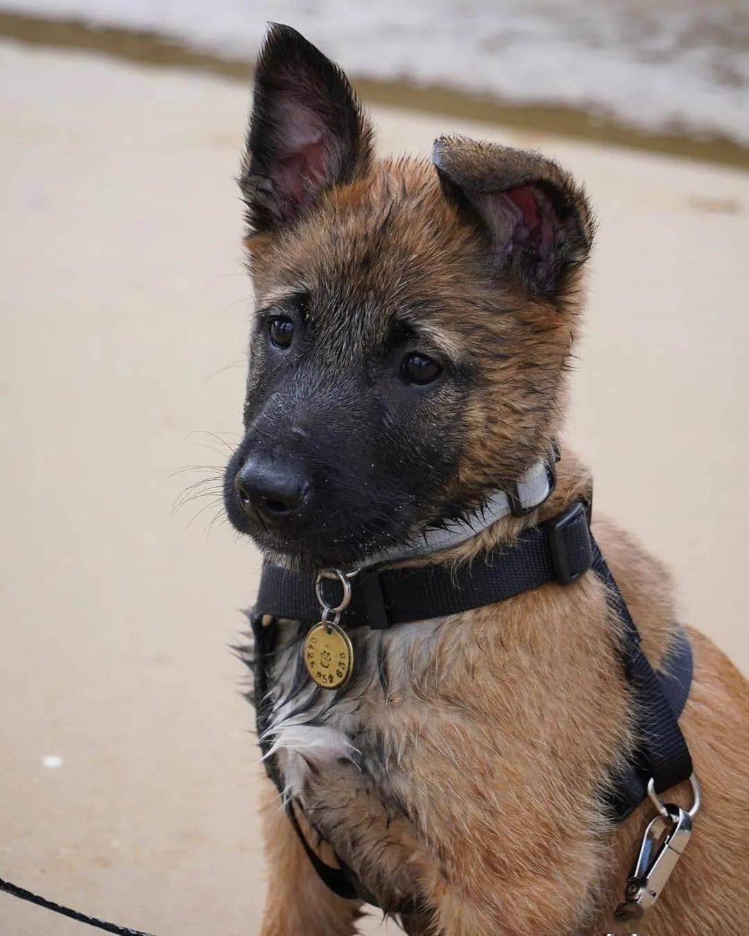 穿警服的大魔头:马犬,从小喽啰到c位的逆袭_警犬_保护_精力