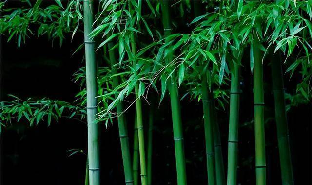 竹子开花有多可怕?_人民_古代_植物