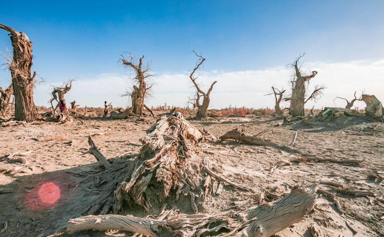 它是中国最大的沙漠，藏有神秘“魔鬼林”，堪称是生命的禁区