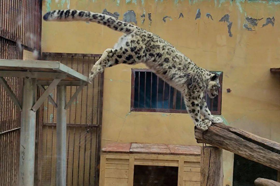 一只网红兔狲的意外死亡_动物园_讣告_来源