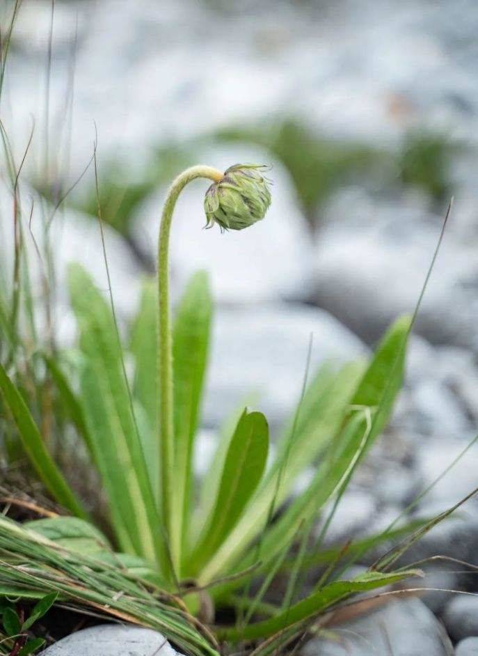 "七种仙草"之一——翼首草_应用_藏药_关节炎