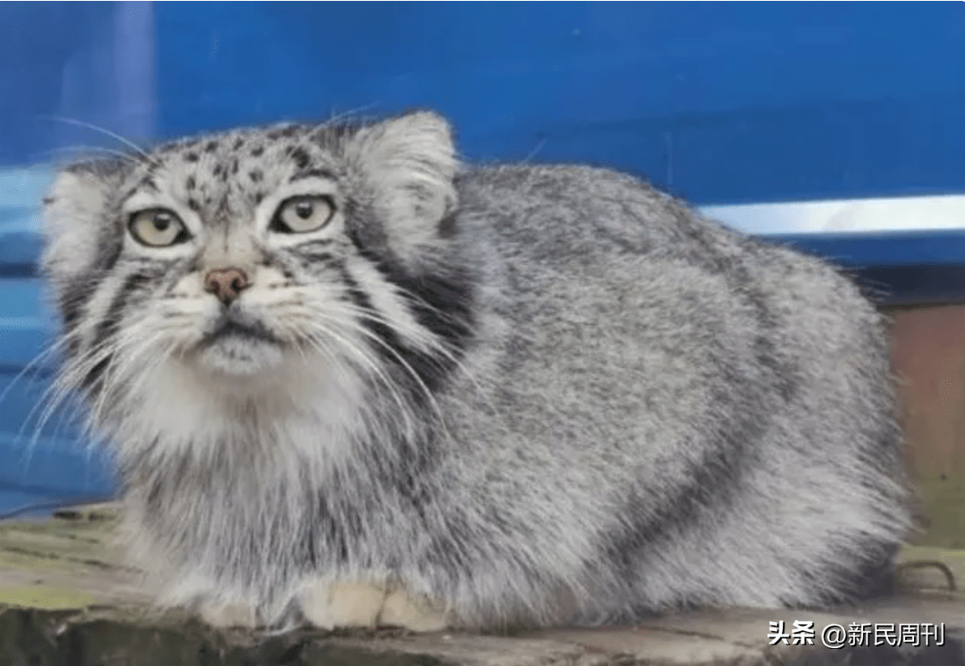 寻物| 除了兔狲，中国还有哪些冷门猫科动物？_搜狐网, image size:1080x746