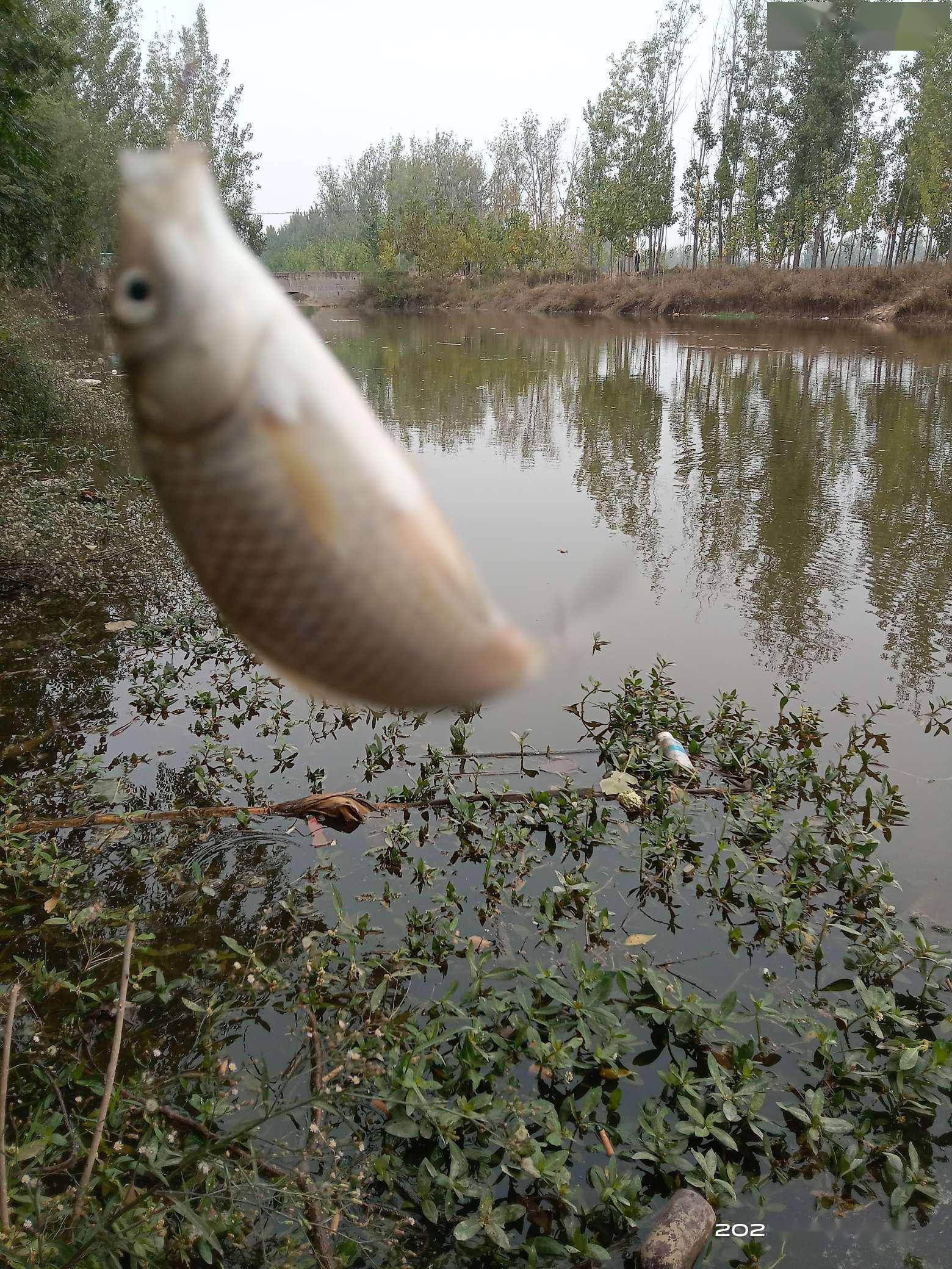 深秋恰是钓鲫时，岸边挥竿人如意，“老菜地”里更神情