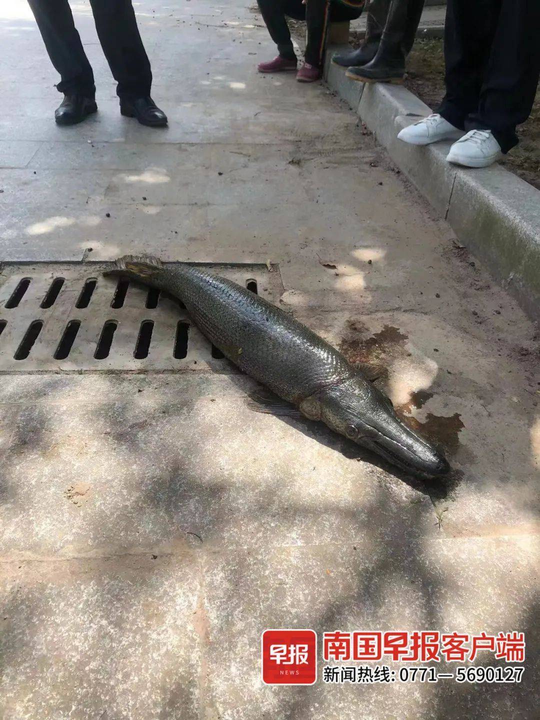 又有人在钦江捕到鳄雀鳝部门可能是之前被放生的那条